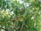 Green fruits of maclura on osage orange tree