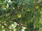 Green fruits of maclura on osage orange tree