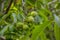 The green fruits of the Manchurian nut grow on a branch surrounded by green foliage, a bunch of fruits on a photo,
