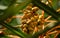 Green fruits of palm tree