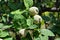 Green fruits in the quince tree