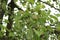 Green fruits ripen on pear tree in summer garden