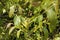 Green fruits ripen on walnut tree in summer garden