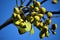 Green fruits from the tree paulownia tomentosa