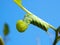 Green Fruitworm