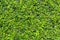 Green fukien tea tree background