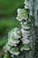 Green fungus or fungi on tree