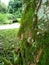 Green fungus on the trunk