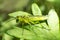 Green gadfly