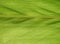 Green Galanga leaf background