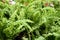 Green garden background of Fishbone Fern.