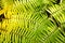 Green garden background of Fishbone Fern or Sword Fern.