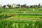 Green garden beds with vegetables, fruits and flowers on a farm with houses on a background.