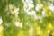 Green garden bokeh background, lens blur