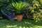 Green garden corner with fresh green plants, palm tree and grass. Home gardens and yards concept