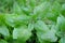 Green garden herb lemon balm - Melissa officinalis