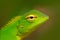 Green Garden Lizard, Calotes calotes, detail eye portrait of exotic tropic animal in the green nature habitat, Sinharaja Forest, S