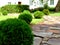 green garden path with small ball shaped evergreen shrubs and red color rustic stone paving