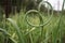 Green garlic arrows in the garden.