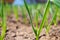 Green garlic or onion grows in garden bed. Close-up view from bottom. Spring sowing and growth of vegetables.