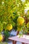 Green garnet fruit. Tropical tree. Mediterranean plant. Turkey