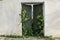 Green gate overrun by ivy