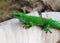 Green gecko