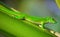 Green gecko