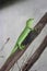 Green gecko on branch