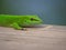 Green Gecko at Masoala rainforest