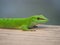 Green Gecko at Masoala rainforest