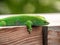 Green Gecko at Masoala rainforest