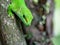 Green Gecko at Masoala rainforest