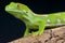 Green gecko / Naultinus grayii