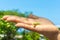 Green gecko in the palm of a hand