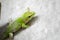 Green gecko shedding