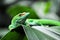 Green Geko lizard with orange head on a green leaf