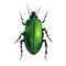 Green Geometric Beetle Insect Arthropod Variation 6 Isolated, Transparent Background
