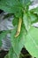 Green Geometrid caterpillar crawling forward in characteristic looping movement. looper or inchworm on leave