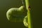 Green Geometridae caterpillar