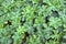 Green Geranium leaves texture background