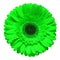 Green gerbera flower head isolated on white background