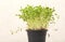 Green germinated cilantro sprouts with seeds in a pot on a light background.