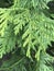 Green Giant Arborvitae