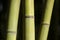 Green giant bamboo stems