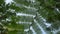 Green Giant Fern Leaves above in Tropcial Rainforest