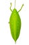Green giant katydid Stilpnochlora couloniana