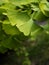 Green gingko biloba leaves on a branch