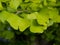 Green gingko biloba leaves on a branch