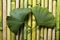 Green Gingko Leaf On Bamboo
